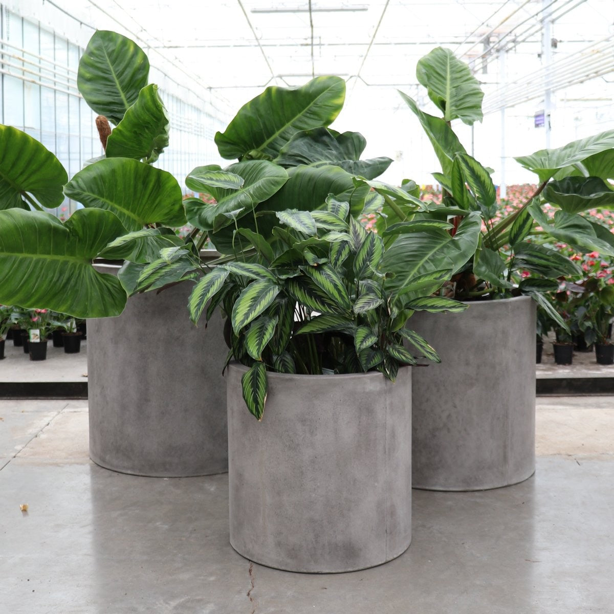 Mikonui Cylinder Planter- Weathered Cement