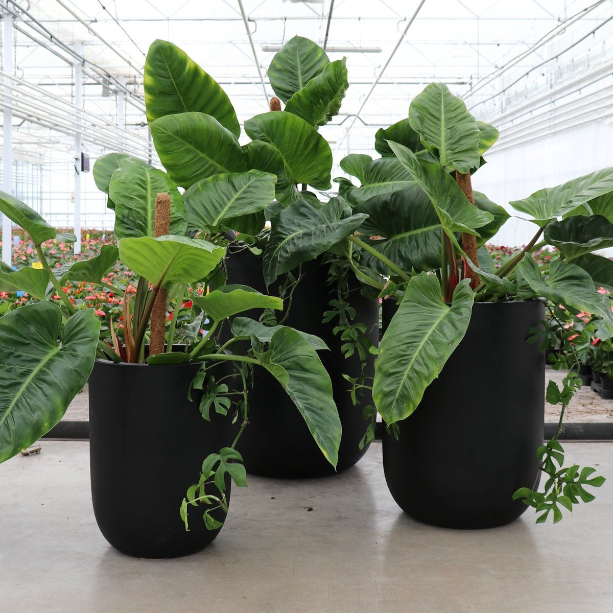 Oreti Black Planter