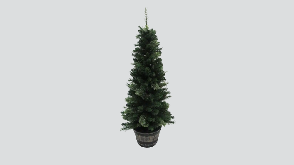 Tree Green 5′ Potted